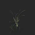 Slender Green Leaf Plant With Yellow Spike Flowers On Black Background
