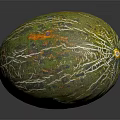 Fresh Whole Green Striped Melon With Yellow Orange Shiny Surface On Black Background