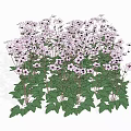 Blooming Pink Flowers With Lush Green Leaves In Natural Garden Setting