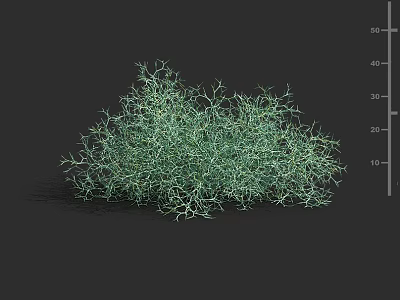 Lush Green Bushy Plant With Thin Delicate Branches And Dense Clump Growth 3d model