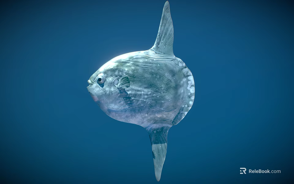 Ocean Sunfish With Silver Spherical Body And Large Fin In Deep Blue Ocean 3d model 
