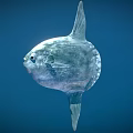 Ocean Sunfish With Silver Spherical Body And Large Fin In Deep Blue Ocean