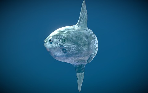 sunfish rollover puffer marine fish ornamental fish 3d model