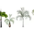 Various Types of Tropical Trees with Diverse Fronds and Trunk Structures