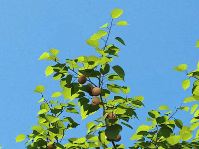 Fresh Ripe Fruits Hanging On Tree Branch With Green Leaves Against Blue Sky 3d model