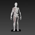 Detailed Human Limb Organs Anatomy Showing Muscle Structure And Bone Framework Details