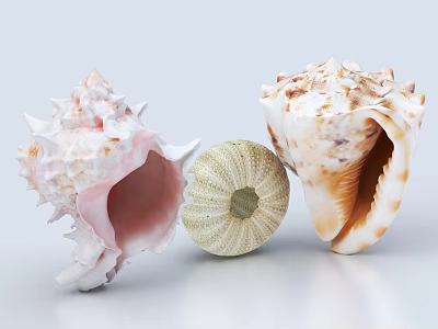 Aquatic Animals Shells Including Spiny Pink Sand Dollar And Large Marine Types 3d model