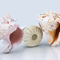 Modern Shell 3d model