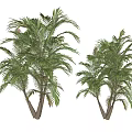 Two Palm Trees With Lush Green Leaves And Tall Trunks Isolated On White