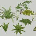 Various Green Ferns Different Types Of Lush Foliage For Home Decor