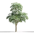 Tall Lush Green Leafy Arbor With Brown Trunk And Human Silhouette