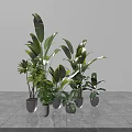Various Indoor Potted Green Plants In Gray Pots Against White Wall And Gray Floor