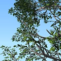 Tall Healthy Arbor Featuring Lush Green Foliage Strong Trunk And Blue Sky Background
