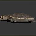 Detailed Iridescent Sea Turtle With Patterned Shell And Flippers On Black Surface