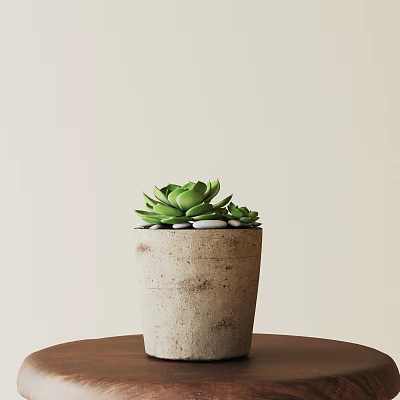 Green Succulent Bonsai Potted Plant in Light Clay Pot with Small Stones on Brown Table 3d model