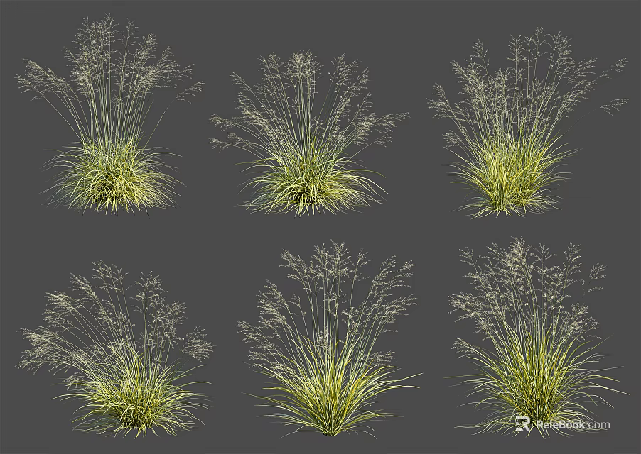 Ornamental Grasses Different Varieties Featuring Green Foliage And Delicate Plumes For Garden Decor 3d model 