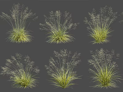 Ornamental Grasses Different Varieties Featuring Green Foliage And Delicate Plumes For Garden Decor 3d model