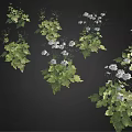 Lush Green Decorative Plants With White Flowers And Fresh Green Leaves For Home Garden