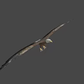 Beautiful Bald Eagle Flying with Spread Wings and Sharp Claws on White Background