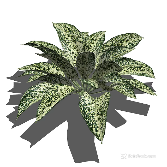 Variegated Houseplant with Green and White Leaves for Indoor Decoration and Gardening 3d model 