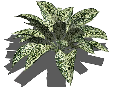 Variegated Houseplant with Green and White Leaves for Indoor Decoration and Gardening 3d model