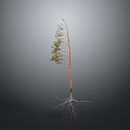 Slender Plant with Green Leaves White Roots and Orange Trunk against Dark Background