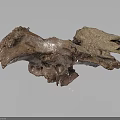 Ancient Animal Fossil Skeletal Remains Show Detailed Bone Structure On Gray Background