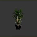 Indoor Green Leafy Dracaena Plants with Two Large and Two Small Black Pots