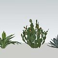 Bonsai Potted Cactus and Agave Plants Under Blue Sky with Clouds