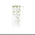 Hanging Green Plants with Slender Stems and Small Leaves Against White Background Showcasing Drooping Growth