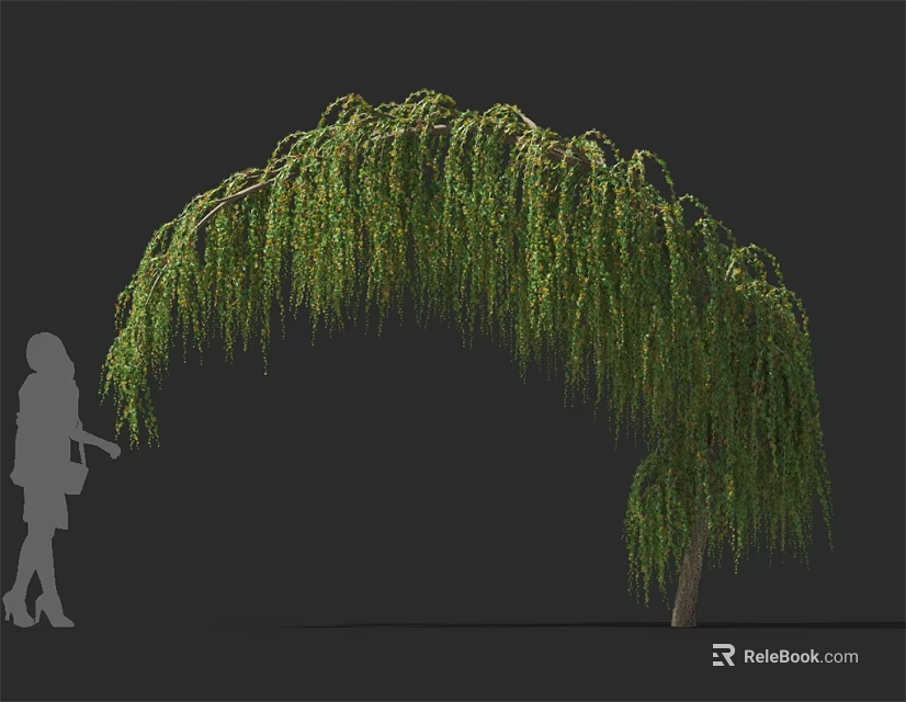 Weeping Willow Tree with Graceful Arching Branches and Lush Green Leaves Beside Human Silhouette 3d model 