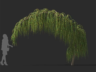 Weeping Willow Tree with Graceful Arching Branches and Lush Green Leaves Beside Human Silhouette 3d model