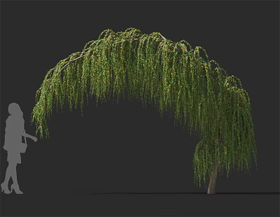Weeping Willow Tree with Graceful Arching Branches and Lush Green Leaves Beside Human Silhouette 3d model