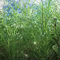 Lush Green Shrubs With White Small Flowers And Purple Blossoms In Sunlight