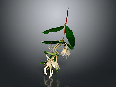 White Flowering Plant with Slender Stem Green Leaves Long Slender Petals on Gray Background Reflection 3d model