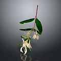 White Flowering Plant with Slender Stem Green Leaves Long Slender Petals on Gray Background Reflection