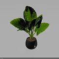 Green Leaf Plant With Large Veined Leaves In Black Pot On Dark Background