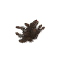 Golden Brown Decorative Plant Foliage With Blooms Against Dark Background And Ruler Scale Size Measurement
