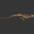 Modern Skeleton Animal Skeleton Dinosaur Skeleton Skeleton 3d model