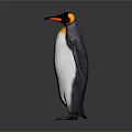 Standing Penguin With Black And White Feathers Orange Beak Isolated On White Background