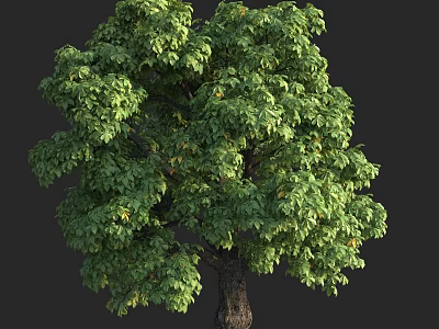 Lush Healthy Arbor Tree With Green Foliage Brown Trunk Isolated On Dark Background 3d model