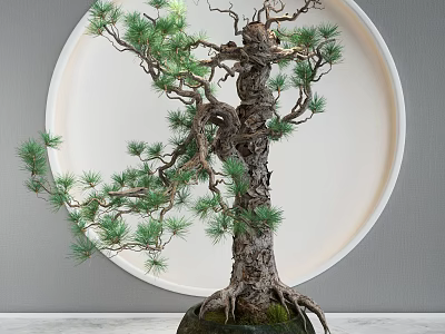 Pine Bonsai Tree with Twisted Trunk Green Foliage Exposed Roots and Round Background 3d model