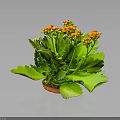 Vibrant Houseplant With Green Leaves And Orange Flowers In Clay Pot