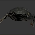 Black Beetle With Hard Shell Detailed Antennae And Legs On Dark Background