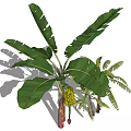 Banana Tree With Large Green Leaves Yellow Banana Bunch And Smaller Trees With Shadows