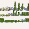 Various Ornamental Trees and Shrubs with Different Shapes for Garden Landscaping