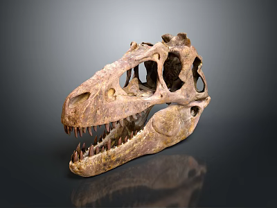 Ancient Dinosaur Skull Fossil With Intricate Bone Structure And Sharp Teeth 3d model