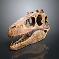 Ancient Dinosaur Skull Fossil With Intricate Bone Structure And Sharp Teeth