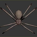 Realistic 3D Spider Model With Long Thin Legs And Detailed Brown Body