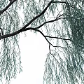 Graceful Willow Arbor With Hanging Branches And Slender Leaves Against White Background
